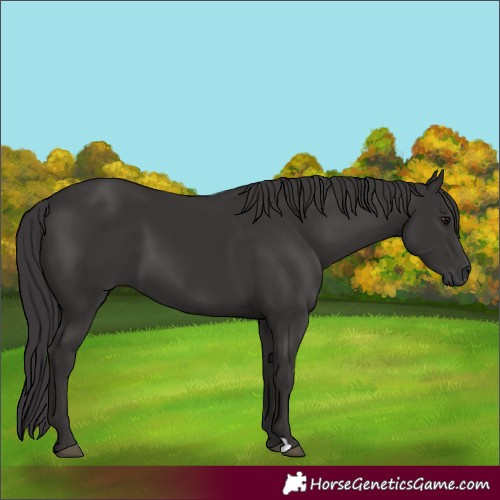 Horse Color:Smoky Black 