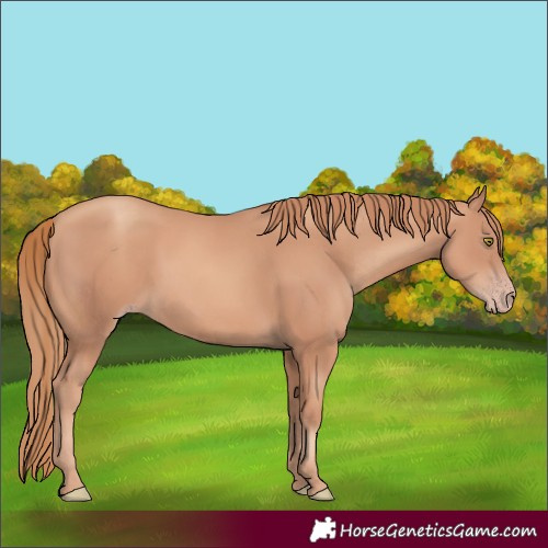 Horse Color:Gold Champagne 