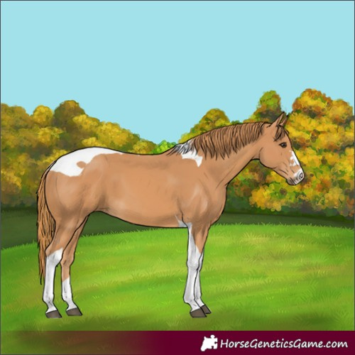 Horse Color:Unknown 