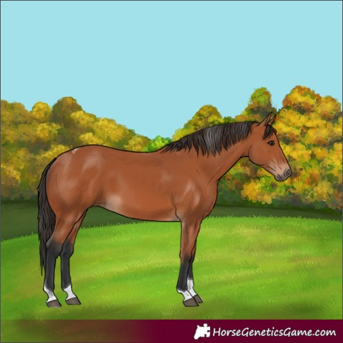 Horse Color:Unknown 