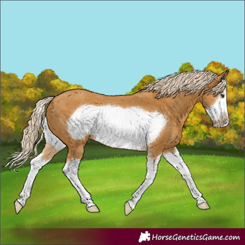 Horse Color:Palomino Splash Frame 