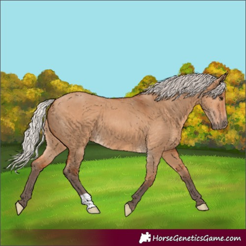 Horse Color:Silver Bay Dun 