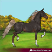 Horse Color:Liver Chestnut Tobiano 