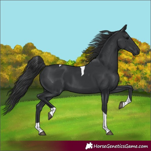 Horse Color:Black Tobiano 