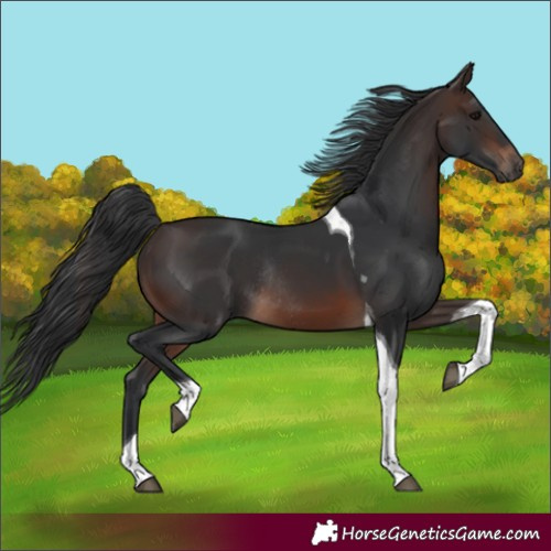 Horse Color:Unknown 