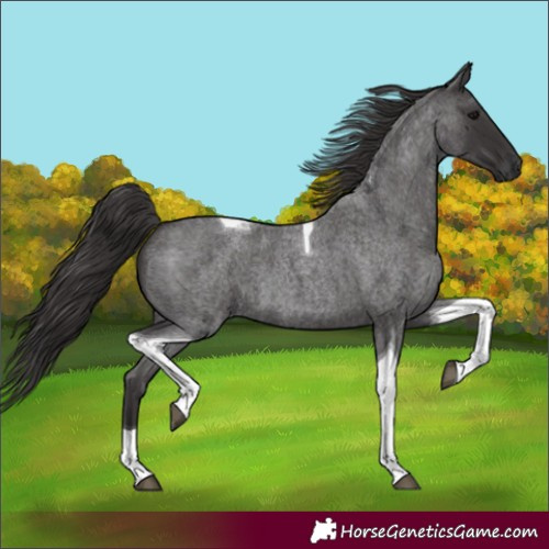 Horse Color:Unknown 