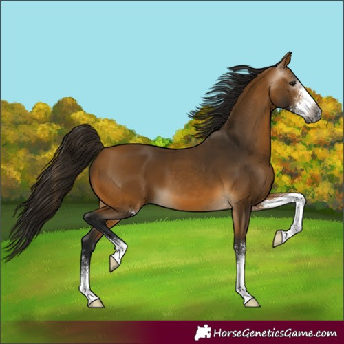 Horse Color:Gray Buckskin Sabino