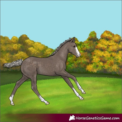 Horse Color:Silver Black