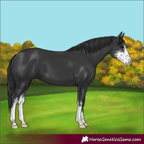 Horse Color:Black Sabino 