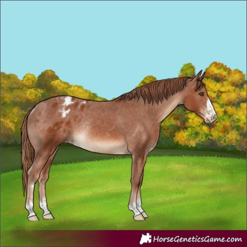Horse Color:Chestnut Appaloosa Rabicano