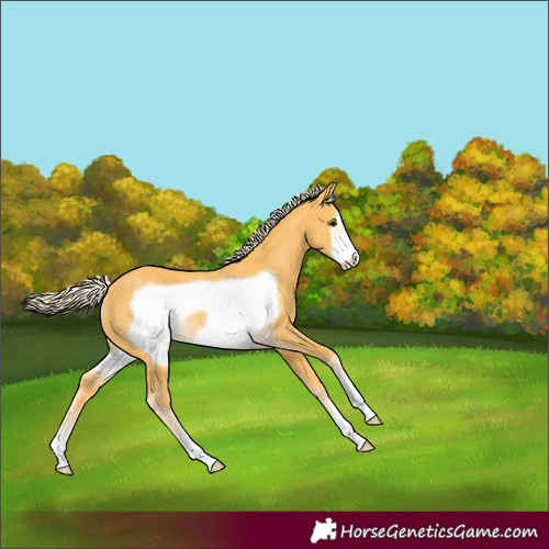 Horse Color:Palomino Frame Rabicano 