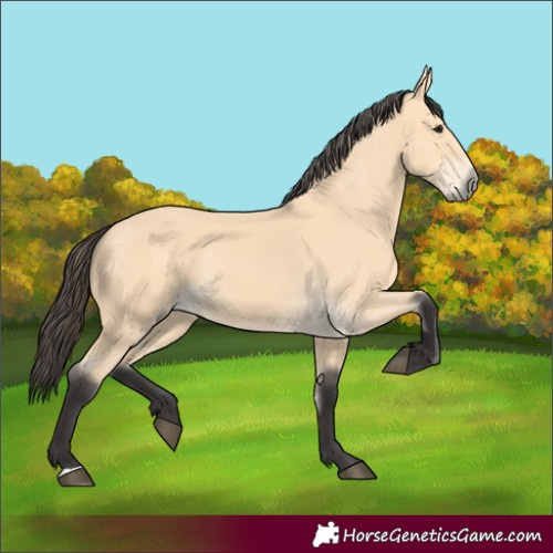 Horse Color:Buckskin 