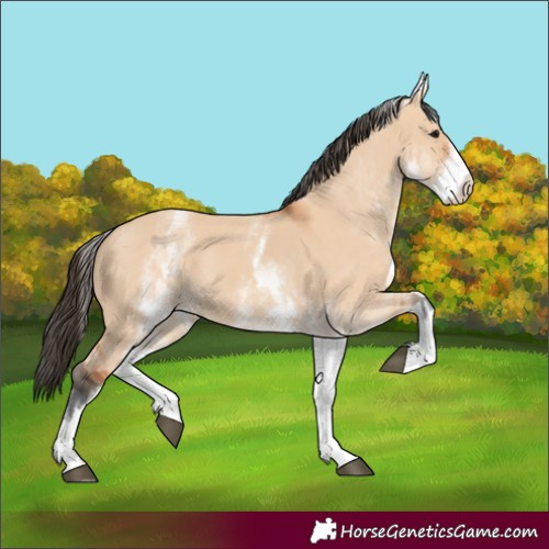 Horse Color:White Spotted Bay Dun