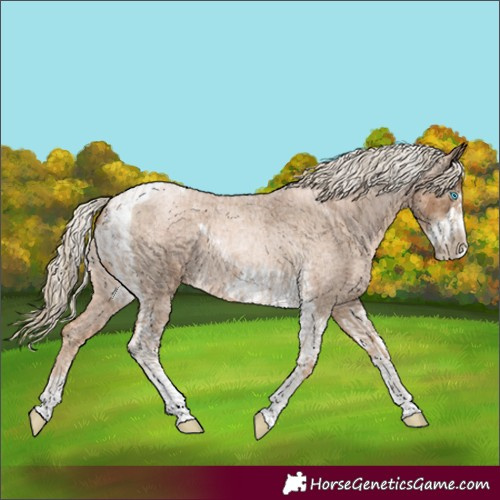 Horse Color:Chocolate Palomino Roan Pearl Tobiano Frame  and Gray Chocolate Palomino Roan Pearl Tobiano Frame 