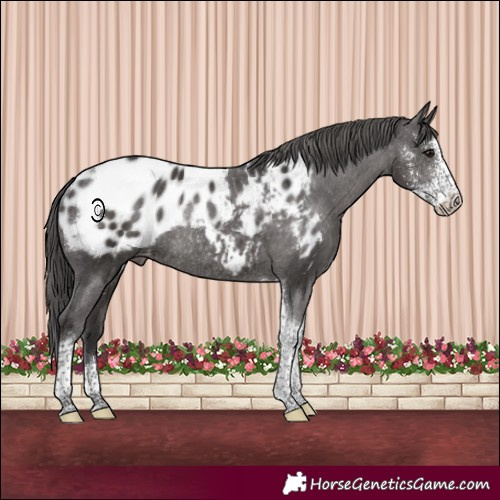 Horse Color:Smoky Black Sabino Tobiano Blanket Rabicano 