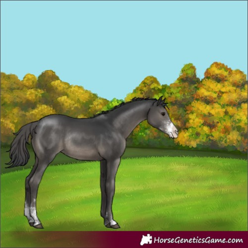 Horse Color:Black Sabino Rabicano 
