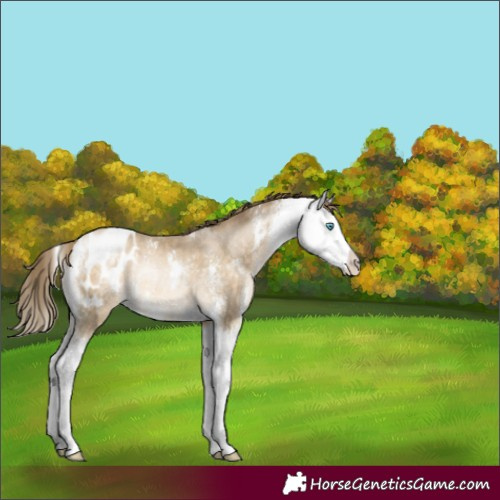 Horse Color:Buckskin Pearl Sabino Splash Appaloosa Rabicano 