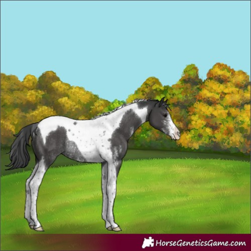 Horse Color:Black Sabino Tobiano Varnish Rabicano 