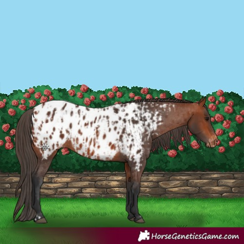 Horse Color:Bay Appaloosa  and Bay Appaloosa 