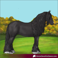Horse Color:Smoky Black 