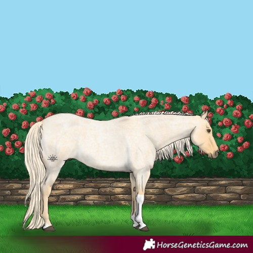 Horse Color:Palomino Roan Dun Tobiano 