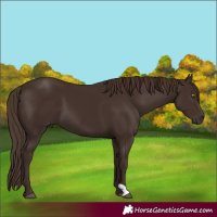 Horse Color:Liver Chestnut 