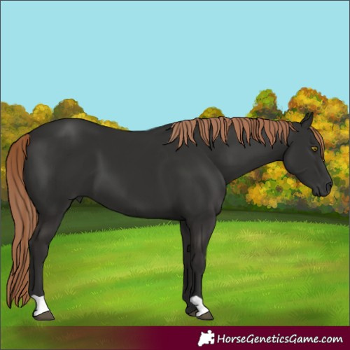 Horse Color:Liver Chestnut 