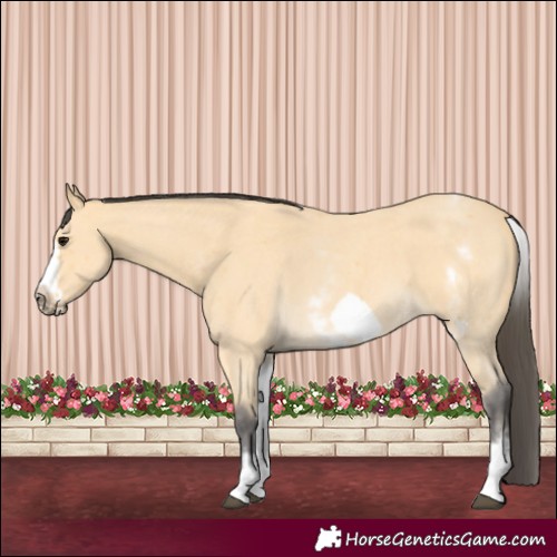 Horse Color:White Spotted Buckskin Sabino Frame 