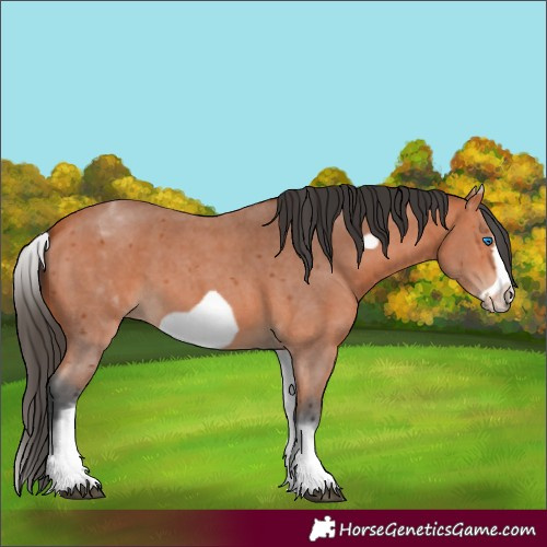 Horse Color:White Spotted Bay Sabino Frame