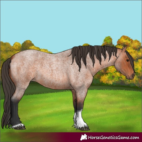 Horse Color:Bay Roan Tobiano 