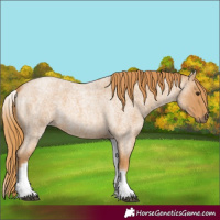 Horse Color:White Spotted Red Roan 