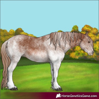 Horse Color:White Spotted Chestnut 