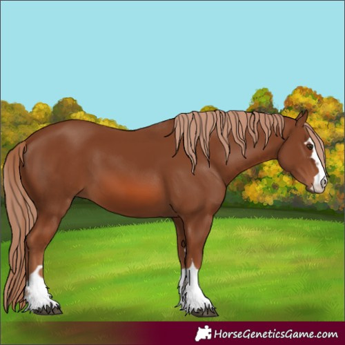 Horse Color:Chestnut 