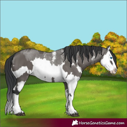 Horse Color:Grullo Sabino Splash and Grullo Sabino Splash