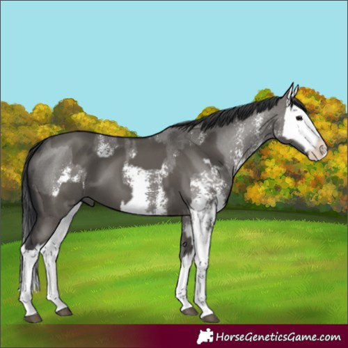 Horse Color:Grullo Sabino Splash  and Grullo Sabino Splash 