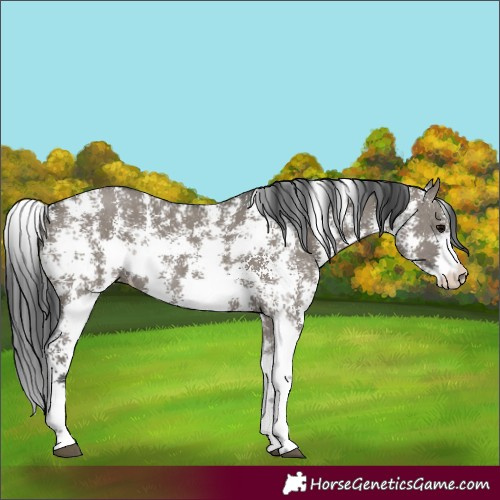 Horse Color:Grullo Sabino Rabicano 