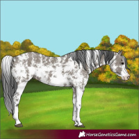 Horse Color:Grullo Sabino Rabicano