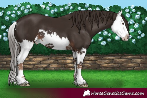 Horse Color:Liver Chestnut Splash 