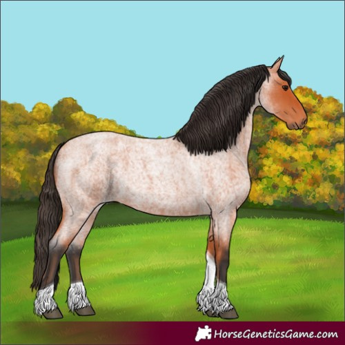 Horse Color:Bay Roan Tobiano