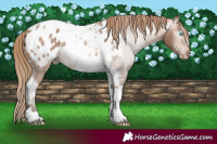 Horse Color:Gray Perlino Mushroom Tobiano Blanket 