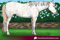Horse Color:White Spotted Buckskin Pearl Appaloosa