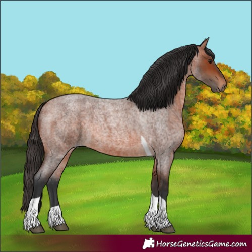 Horse Color:Bay Roan Tobiano 