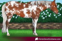 Horse Color:White Spotted Silver Bay 