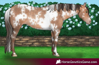 Horse Color:White Spotted Amber Champagne Rabicano 