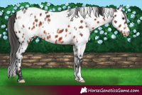 Horse Color:White Spotted Brown Appaloosa 