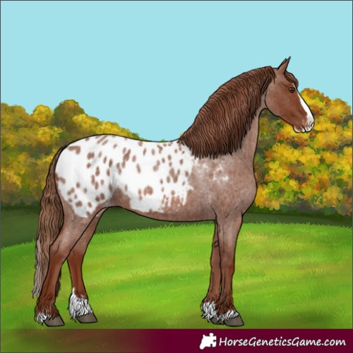 Horse Color:Red Roan Splash Appaloosa 