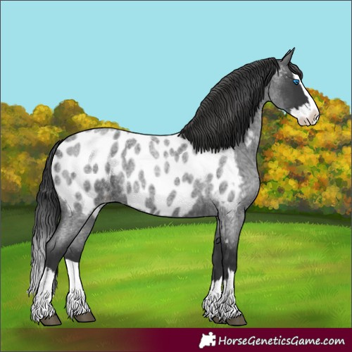 Horse Color:Blue Roan Splash Appaloosa