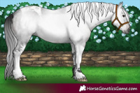 Horse Color:Gray Platinum Brown Tobiano 