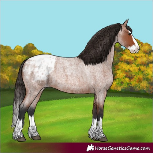 Horse Color:Bay Roan Splash Appaloosa 