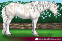 Horse Color:Cremello Mushroom Tobiano Appaloosa